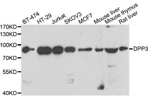 Western blot analysis of extracts of various cell lines, using DPP3 antibody. (DPP3 anticorps)