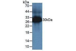 Western blot analysis of Mouse Large Intestine Tissue. (TPSAB1 anticorps  (AA 149-273))