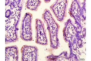 Paraformaldehyde-fixed, paraffin embedded Mouse small intestine, Antigen retrieval by boiling in sodium citrate buffer (pH6. (G Protein alpha S (AA 901-1037) anticorps)