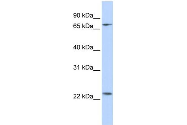 Zinc Finger Protein 185 Antikörper  (N-Term)