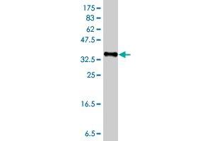 Western Blot detection against Immunogen (38.