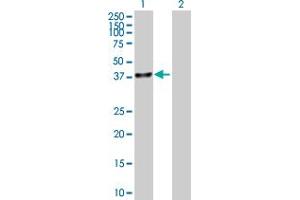 Western Blot analysis of UBLCP1 expression in transfected 293T cell line by UBLCP1 MaxPab polyclonal antibody. (UBLCP1 anticorps  (AA 1-318))