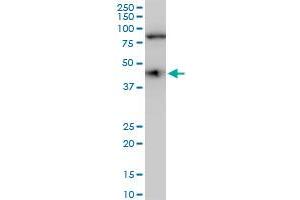 COPS3 polyclonal antibody (A01), Lot # 060113JC01. (COPS3 anticorps  (AA 324-422))