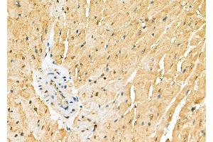 ABIN6265896 and ABIN6278125 at 1/100 staining Rat heart tissue by IHC-P. (UNG anticorps  (Internal Region))