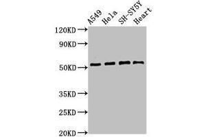 Western Blot Positive WB detected in: A549 whole cell lysate, Hela whole cell lysate, SH-SY5Y whole cell lysate, Mouse heart tissue All lanes: ATG4D antibody at 2. (ATG4D anticorps  (AA 14-43))