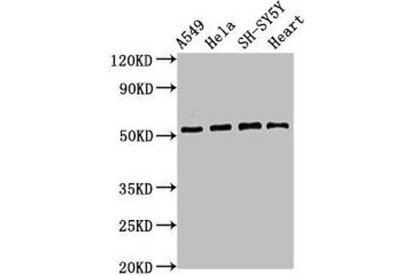 ATG4D Antikörper  (AA 14-43)