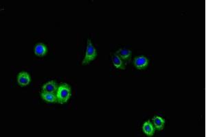 Immunofluorescent analysis of HepG2 cells using ABIN7144042 at dilution of 1:100 and Alexa Fluor 488-congugated AffiniPure Goat Anti-Rabbit IgG(H+L) (APP anticorps  (AA 18-270))
