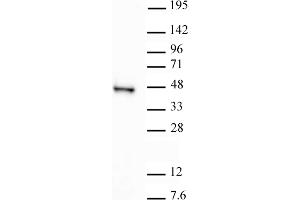 SIRT6 antibody (pAb) tested by Western blot. (SIRT6 anticorps  (C-Term))