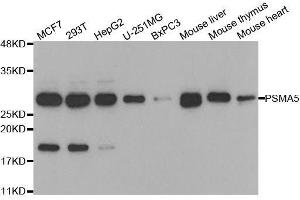 Western blot analysis of extracts of various cell lines, using PSMA5 antibody. (PSMA5 anticorps  (AA 1-241))