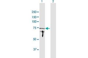 Western Blot analysis of APPL1 expression in transfected 293T cell line by APPL1 MaxPab polyclonal antibody.