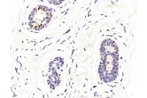 Immunohistochemical analysis of paraffin-embedded Human Normal breast section using Pink1 (ABIN1944795 and ABIN2838499). (GATA3 anticorps  (AA 1-444))