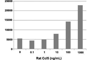 Human THP-1 cells were allowed to migrate to rat Ccl5 at (0, 0. (CCL5 Protéine)