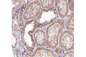 ABIN6269167 at 1/100 staining human Kidney tissue sections by IHC-P. (PKC alpha anticorps  (C-Term))