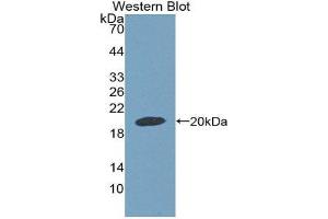 Western Blotting (WB) image for anti-Growth Differentiation Factor 9 (GDF9) (AA 306-440) antibody (ABIN2118690) (GDF9 anticorps  (AA 306-440))