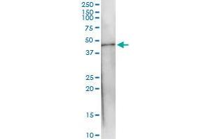 Immunoprecipitation of PTPN7 transfected lysate using anti-PTPN7 MaxPab rabbit polyclonal antibody and Protein A Magnetic Bead , and immunoblotted with PTPN7 MaxPab mouse polyclonal antibody (B02) .