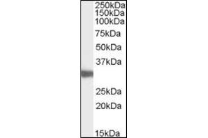 Image no. 1 for anti-Lactate Dehydrogenase C (LDHC) (AA 221-233), (Internal Region) antibody (ABIN374990) (Lactate Dehydrogenase C anticorps  (Internal Region))