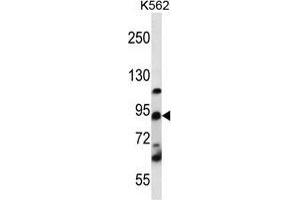 UBTF Antibody (C-term) western blot analysis in K562 cell line lysates (35 µg/lane). (UBTF anticorps  (C-Term))