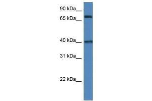 WB Suggested Anti-MPO AntibodyTitration: 1. (Myeloperoxidase anticorps  (N-Term))
