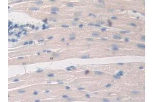 DAB staining on IHC-P; Samples: Mouse Heart Tissue (PTGES2 anticorps  (AA 144-384))