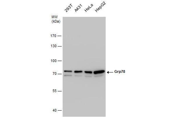 GRP78 anticorps  (Internal Region)