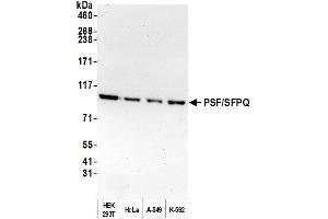 Western Blotting (WB) image for anti-Splicing Factor Proline/glutamine-Ric (SFPQ) (AA 225-275) antibody (ABIN7453761)