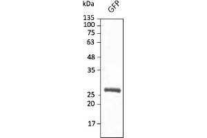 Western Blotting (WB) image for anti-Green Fluorescent Protein (GFP) antibody (DyLight 633) (ABIN7273062) (GFP anticorps  (DyLight 633))