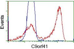 HEK293T cells transfected with either RC205116 overexpress plasmid (Red) or empty vector control plasmid (Blue) were immunostained by anti-C9orf41 antibody (ABIN2452872), and then analyzed by flow cytometry. (C9orf41 anticorps)