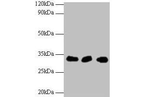 Western blot All lanes: HUS1 antibody at 2 μg/mL Lane 1: Hela whole cell lysate Lane 2: 293T whole cell lysate Lane 2: A431 whole cell lysate Secondary Goat polyclonal to rabbit IgG at 1/10000 dilution Predicted band size: 32, 30 kDa Observed band size: 32 kDa (HUS1 anticorps  (AA 2-280))