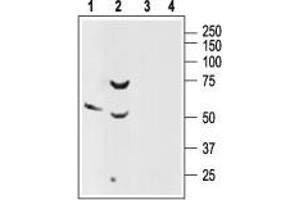 Western blot analysis of rat brain (lanes 1 and 3) and pancreas (lanes 2 and 4) lysates: - 1. (SSTR2 anticorps  (Extracellular, N-Term))