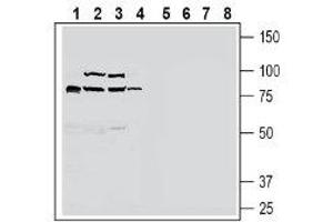 Western blot analysis of rat small intestine lysate (lanes 1 and 5), mouse liver lysate (lanes 2 and 6), rat liver lysate (lanes 3 and 7) and rat brain lysate (lanes 4 and 8): - 1-4. (SLC30A10 anticorps  (C-Term, Intracellular))
