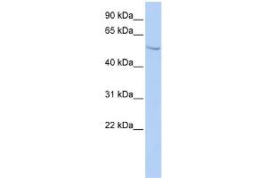 WB Suggested Anti-SUFU Antibody Titration:  0. (SUFUH anticorps  (N-Term))