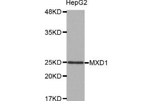 Western Blotting (WB) image for anti-MAX Dimerization Protein 1 (MXD1) antibody (ABIN1873789) (MXD1 anticorps)