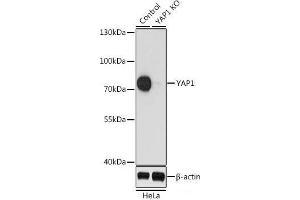 Western blot analysis of extracts from normal (control) and YAP1 knockout (KO) HeLa cells using YAP1 Polyclonal Antibody at dilution of 1:1000. (YAP1 anticorps)