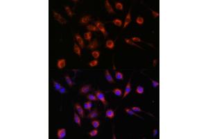 Immunofluorescence analysis of L929 cells using COL4BP antibody (ABIN7266461) at dilution of 1:100. (COL4A3BP anticorps  (AA 369-598))