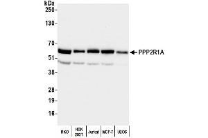 Western Blotting (WB) image for anti-Protein Phosphatase 2, Regulatory Subunit A, alpha (PPP2R1A) (C-Term) antibody (ABIN7451974)