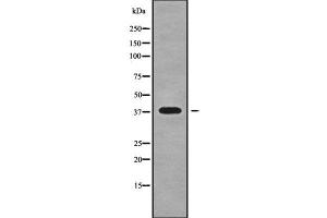 Western blot analysis NKX23 using RAW264. (NK2 Homeobox 3 anticorps  (Internal Region))