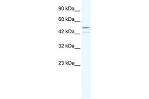Western Blotting (WB) image for anti-TAF5-Like RNA Polymerase II, P300/CBP-Associated Factor (PCAF)-Associated Factor, 65kDa (TAF5L) antibody (ABIN2460505) (TAF5L anticorps)