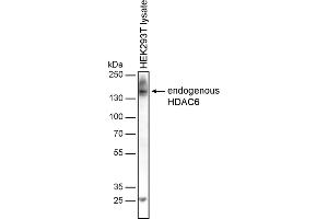 Western blotting analysis of human HDAC6 by mouse monoclonal antibody 236 in HEK-293T cell line under reducing conditions. (HDAC6 anticorps)