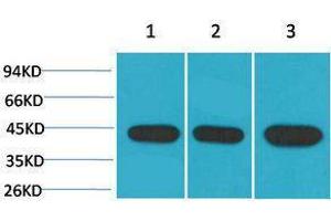 Western Blotting (WB) image for anti-alpha-SMA antibody (ABIN3179030) (alpha-SMA anticorps)