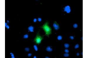 Anti-CDKN3 mouse monoclonal antibody (ABIN2455049) immunofluorescent staining of COS7 cells transiently transfected by pCMV6-ENTRY CDKN3 (RC213080). (CDKN3 anticorps)