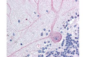 Anti-BAG4 / SODD antibody IHC of human brain, cerebellum. (BAG4 anticorps  (N-Term))