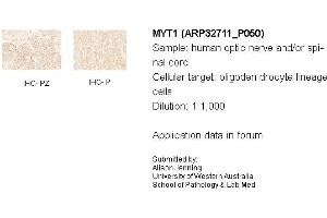 Sample Type: Human Optic Nerve and Spinal CordCellular Target: Oligoden Drocyte Lineage cellsDilution: 1:1000 (MYT1 anticorps  (N-Term))
