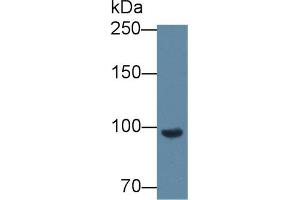 Western blot analysis of Mouse Blood Cells lysate, using Mouse CFB Antibody (2 µg/ml) and HRP-conjugated Goat Anti-Rabbit antibody (