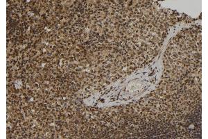 ABIN6279877 at 1/100 staining Mouse spleen tissue by IHC-P. (ELOF1 anticorps  (Internal Region))