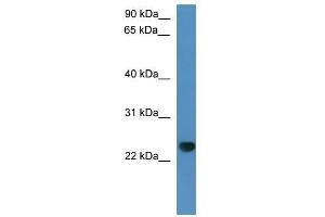 Capsl antibody used at 0. (CAPSL anticorps  (C-Term))