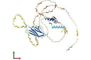 AlphaFold protein structure predicition of Human Recombinant SF3A2 Protein, UniprotID Q15428
