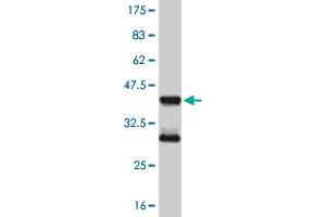 Western Blot detection against Immunogen (36. (MEF2D anticorps  (AA 256-351))