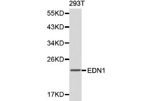 Western blot analysis of 293T cell lysate using EDN1 antibody. (Endothelin 1 anticorps  (AA 18-212))