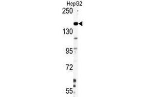 Image no. 1 for anti-Nestin (NES) antibody (ABIN357404) (Nestin anticorps)