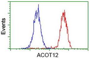 Image no. 10 for anti-Acyl-CoA Thioesterase 12 (ACOT12) antibody (ABIN1496415)